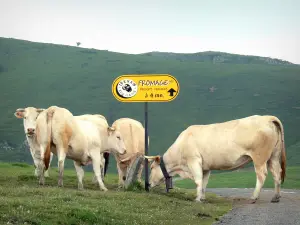 Landschappen van de Baskenland - Vier koeien rond een bord met vermelding van de richting naar een kaas
