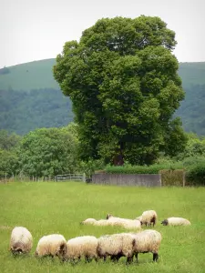 Landschappen van de Baskenland - Silhouet van een majestueuze boom met uitzicht op een weiland met schapen