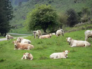 Landschappen van de Baskenland - Koeien rusten in een weiland langs de weg