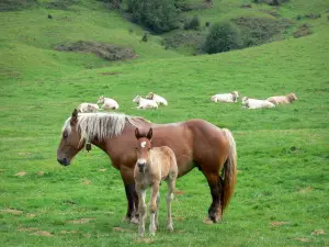 Landschappen van de Baskenland - Paard met haar veulen en kudde koeien in een weiland