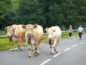 Landschappen van de Baskenland - Aldudes vallei: Koeien op de weg