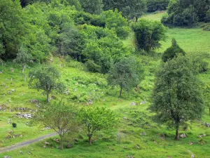 Landschappen van de Baskenland - Door bomen omzoomde weg