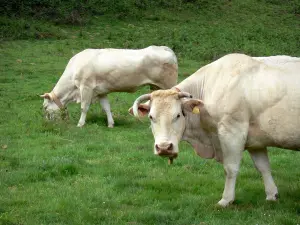 Landschappen van de Baskenland - Twee koeien in een weiland