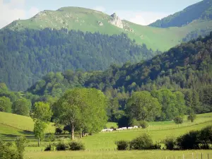 Landschappen van de Béarn - Prairie lade Benou omgeven door bos en bergen