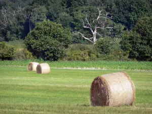 Landschappen van de Berry - Regionale Natuurpark van de Brenne: balen hooi in een weiland, en bomen op de achtergrond