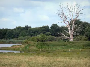 Landschappen van de Berry - Regionale Natuurpark van de Brenne: dode boom buurt van een vijver