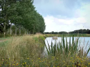 Landschappen van de Berry - Regionale Natuurpark van de Brenne: vegetatie, vijver en bomen