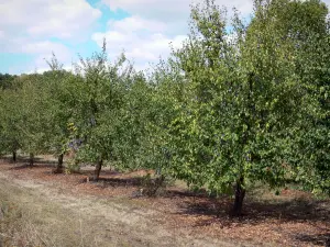 Landschappen van de Berry - Plum boomgaard