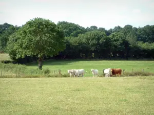 Landschappen van de Berry - Met de koeien grazen, bos op de achtergrond