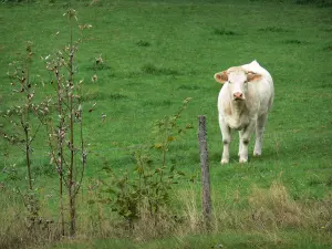 Landschappen van de Bourbonnais - Charolais koe in een weiland