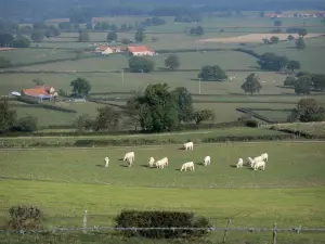 Landschappen van de Bourbonnais - Kudde van Charolais koeien in een weide, boerderijen, en weilanden met individuele bomen