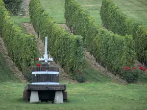 Landschappen van de Bourbonnais - Wijngaard van Saint-Pourçain (wijngaard Saint-Pourcinois): druk, rozen en druiven
