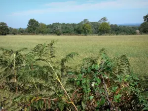 Landschappen van de Charente - Brambles en varens op de voorgrond, bomen en veld