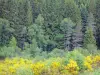 Landschappen van de Corrèze - Millevaches Regional Park Natuur in Limousin - Millevaches Plateau: bos en bloeiende brem