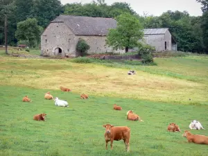 Landschappen van de Corrèze - Kudde koeien in een weiland, in de buurt van een boerderij