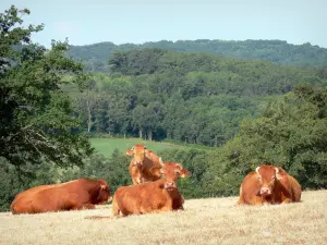 Landschappen van de Corrèze - Limousin runderen in een weiland, vlakbij het bos