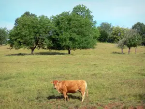 Landschappen van de Corrèze - Limousin koe in een weiland omzoomd met bomen