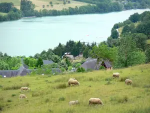 Landschappen van de Corrèze - Uitzicht op het meer van de Causse Corrèze, met een kudde schapen in een weiland op de voorgrond