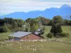 Landschappen van de Dauphiné - Farm kudde schapen in een weiland, bomen en bergen