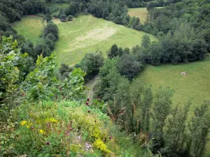 Landschappen van de Doubs - Vanuit het oogpunt van Fir Mill, met uitzicht op de vallei van Lison: Lison rivier omzoomd met bomen en weiden, wilde bloemen en planten op de voorgrond