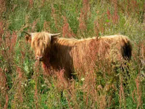 Landschappen van de Eure - Highland Cattle koe in een weide moeras Vernier