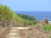 Landschappen van Guadeloupe - Weg omzoomd met velden van suikerriet met uitzicht op zee ; in de stad van Capesterre - Belle - Eau, op het eiland Basse - Terre