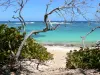 Landschappen van Guadeloupe - Beach Cove Strip, op het eiland Marie Galante raisiniers, wit zand en turquoise lagune