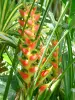 Landschappen van Guadeloupe - Botanische tuin van Deshaies : rode heliconia