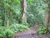 Landschappen van Guadeloupe - Nationaal Park van Guadeloupe : wandelroute in het regenwoud op het eiland Basse - Terre