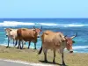 Landschappen van Guadeloupe - Koeien op de zee, op het eiland Marie - Galante