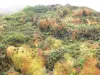 Landschappen van Guadeloupe - Guadeloupe National Park : vegetatie Soufriere vulkaan