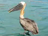 Landschappen van Guadeloupe - bruine pelikaan