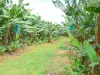 Landschappen van Guadeloupe - Banaan velden op het eiland Basse - Terre