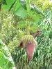 Landschappen van Guadeloupe - Banaanfruit