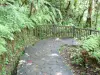 Landschappen van Guadeloupe - Guadeloupe National Park : in het regenwoud, speciale pad naar de watervallen Carbet