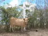 Landschappen van Guadeloupe - Koe vóór een kruis van het kruis naar de kapel van de Olive Bay, op het eiland Grande - Terre