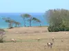 Landschappen van Guadeloupe - Weilanden bezaaid met koeien, met uitzicht op de zee ; in het centrum van Sainte - Rose, op het eiland Basse - Terre
