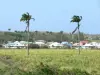 Landschappen van Guadeloupe - Huizen aan de rand van een veld van suikerriet op het eiland Grande - Terre