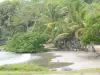 Landschappen van Guadeloupe - Roseau Beach op het eiland Basse - Terre, in de stad van Capesterre - Belle - Eau : zandstrand omzoomd met bomen en kokosnoten