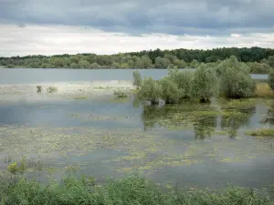 Landschappen van de Haute-Marne - Lac du Der-Chantecoq, bomen in het water, en beboste oever
