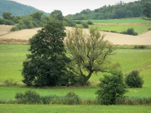 Landschappen van de Haute-Marne - Bomen omgeven door weiden