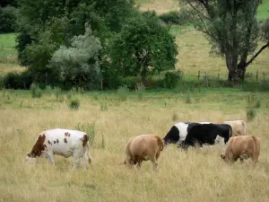Landschappen van de Haute-Marne - Koeien in een weiland