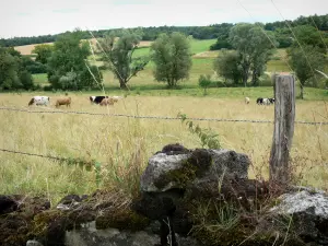 Landschappen van de Haute-Marne - Omheining van een weide, kudde koeien, en bomen