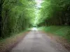 Landschappen van de Haute-Saône - De met bomen omzoomde weg (bos)