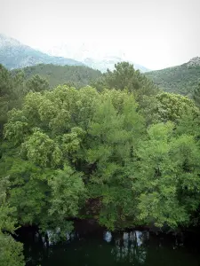 Landschappen van het Corsicaans hinterland - Rivier en bos