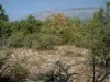 Landschappen van het hinterland van de Var - Boom takken op de voorgrond, de vegetatie, struiken, bomen en bergen van Maleise achtergrond