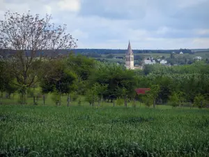 Landschappen van Indre-et-Loire - Maïsveld, bomen, kerktoren en bewolkte hemel