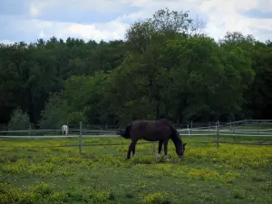 Landschappen van Indre-et-Loire - Twee paarden in een weiland bezaaid met wilde bloemen en bomen op de achtergrond