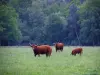 Landschappen van Indre-et-Loire - Koeien in een nauwe en bomen op de achtergrond