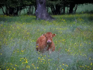 Landschappen van de Limousin - Koe in een veld met wilde bloemen